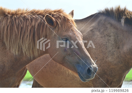 宮崎県　都井岬の野生の馬　御崎馬 119989826
