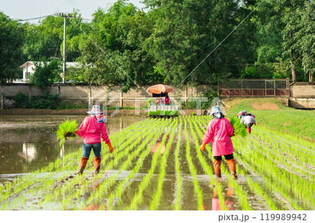 Professional local Asian farmer and agriculture vehicle machine transplant rice seediing in a paddy field in the open sky day. Professional local Asian farmer and agriculture vehicle machine transplant rice seediing in a paddy field in the open sky day. 119989942