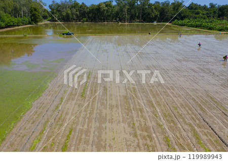 wild angle rice paddy field from drone camera, shoot in between Asian farmer transplant rice seedling in blue sky day. 119989943