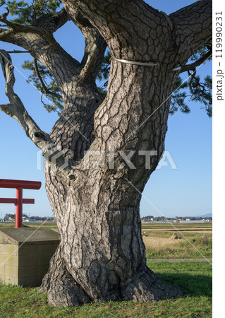 「沖飯詰の松」　青森県五所川原市　 119990231