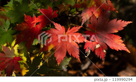 紅葉したもみじ 紅葉したもみじ 119990294