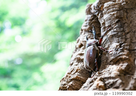 かぶと虫　カブトムシ 119990302