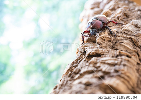 かぶと虫　カブトムシ 119990304