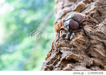 かぶと虫　カブトムシ 119990306