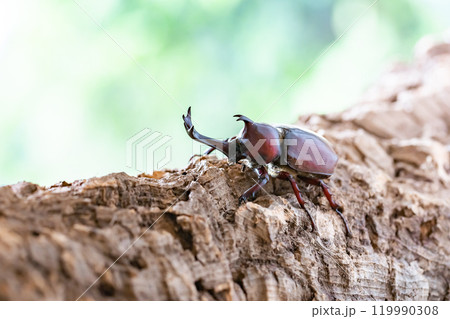 かぶと虫 カブトムシ かぶと虫 カブトムシ 119990308