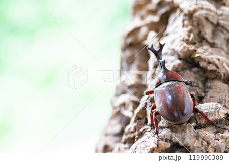 かぶと虫　カブトムシ 119990309