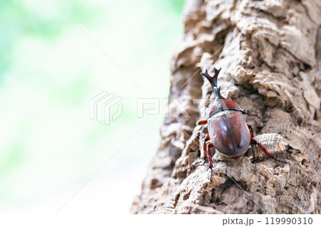 かぶと虫　カブトムシ 119990310