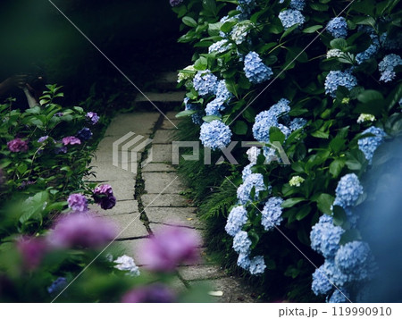 紫陽花回廊 119990910