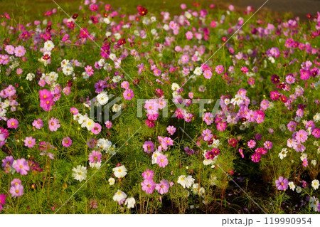 コスモスの花 コスモスの花 119990954