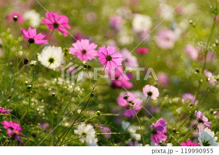 コスモスの花 119990955