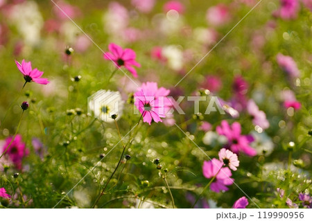 コスモスの花 コスモスの花 119990956