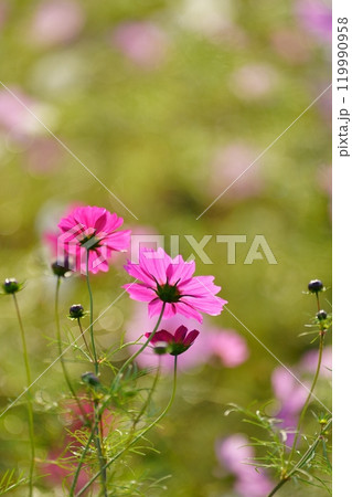 コスモスの花 コスモスの花 119990958