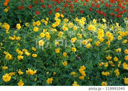 コスモスの花 119991040