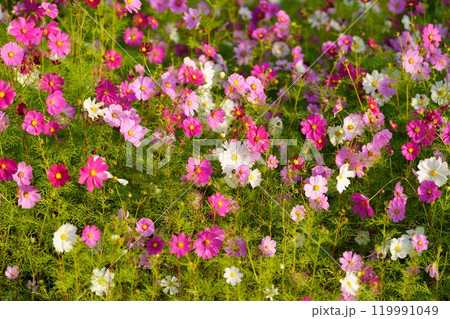 コスモスの花 コスモスの花 119991049