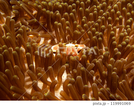 Neopetrolisthes maculata, Spotted porcelain crab on anemone in Puerto Galera, Philippines Neopetrolisthes maculata, Spotted porcelain crab on anemone in Puerto Galera, Philippines 119991069