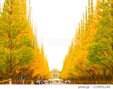 明治神宮外苑 いちょう並木と聖徳記念絵画館 119991246