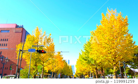 山下公園前 銀杏並木 119991259