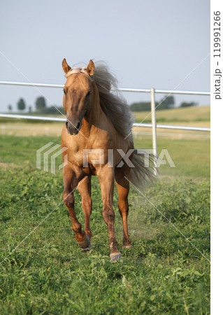 Amazing palomino quarter horse with long mane Amazing palomino quarter horse with long mane 119991266