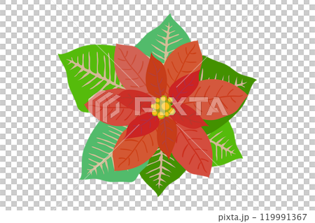 裝飾聖誕節的一品紅花插畫素材 119991367