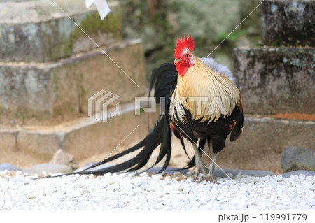 神鶏・石上神宮【奈良県天理市】 119991779