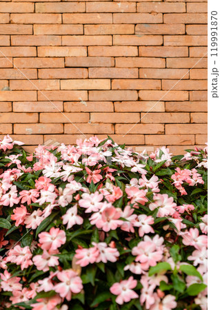 The backdrop of Brick wall with pink - white flower on the bottom for architecture and nature combination background story. The backdrop of Brick wall with pink - white flower on the bottom for architecture and nature combination background story. 119991870