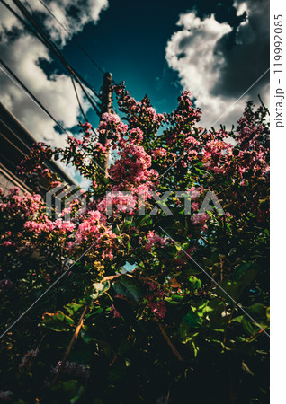 青空に映えるピンクの花と緑の葉 119992085