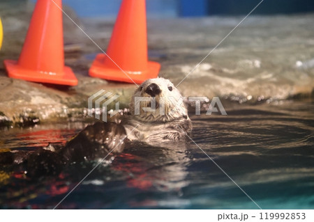マリンワールド海ノ中道のリロちゃん 119992853