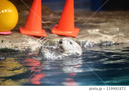 マリンワールド海ノ中道のリロちゃん 119992872