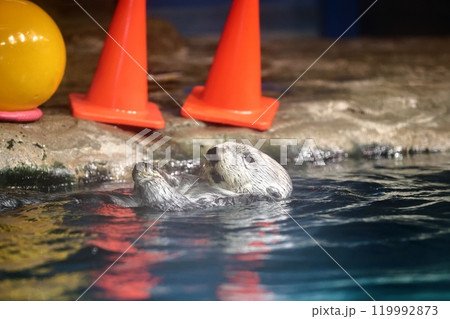 マリンワールド海ノ中道のリロちゃん マリンワールド海ノ中道のリロちゃん 119992873