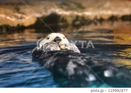 マリンワールド海ノ中道のリロちゃん 119992877