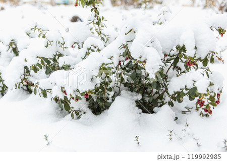 Vaccinium vitis idaea Koralle in the garden with berries under the snow 119992985