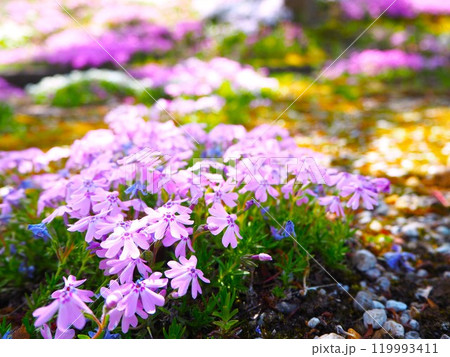 地面から生えたシバザクラ 119993411