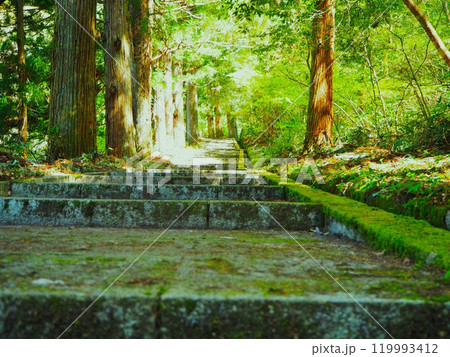 苔むした石段が続く道 苔むした石段が続く道 119993412