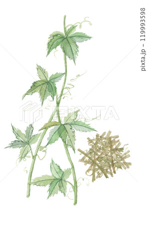 水彩で描いた甘茶蔓　アマチャヅル　茶葉 119993598