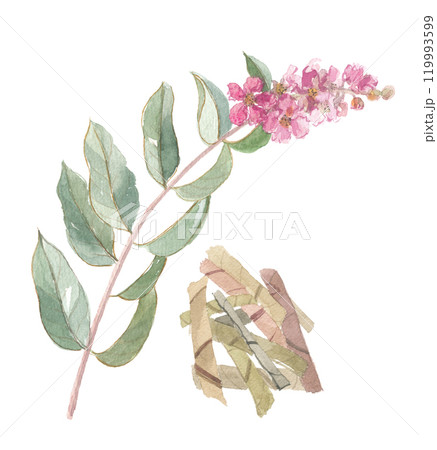 水彩で描いたバナバ　花・葉・茶葉 119993599