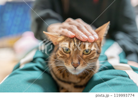 膝に乗る猫(ベンガルキャット) 膝に乗る猫(ベンガルキャット) 119993774