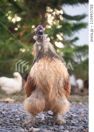 Brahma chicken on the farm, brown chicken on Gravel floor, poultry breeding on the farm, poultry breeding Brahma chicken on the farm, brown chicken on Gravel floor, poultry breeding on the farm, poultry breeding 119993788
