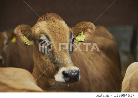 Cute curious Jersey cow on a farm in Denmark Cute curious Jersey cow on a farm in Denmark 119994617