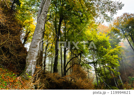 Autumn landscape in La Fageda de Grevolosa park in Barcelona, Catalonia	 119994621