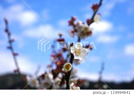 白梅 白梅 119994641