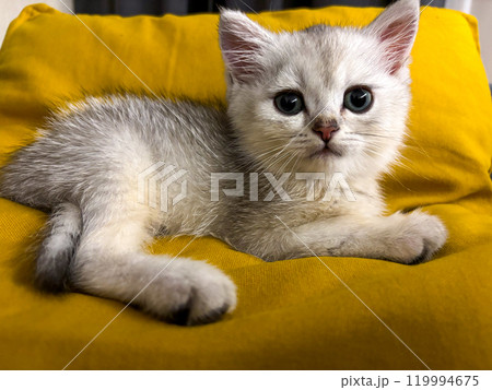 Scottish kitten and Jack Russell lying on the sofa Scottish kitten and Jack Russell lying on the sofa 119994675