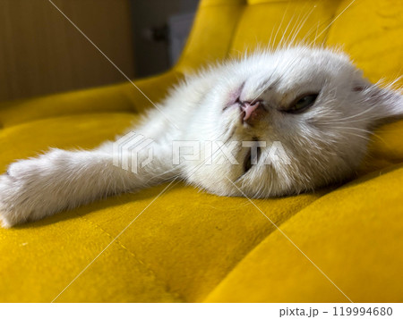 Scottish kitten and Jack Russell lying on the sofa Scottish kitten and Jack Russell lying on the sofa 119994680