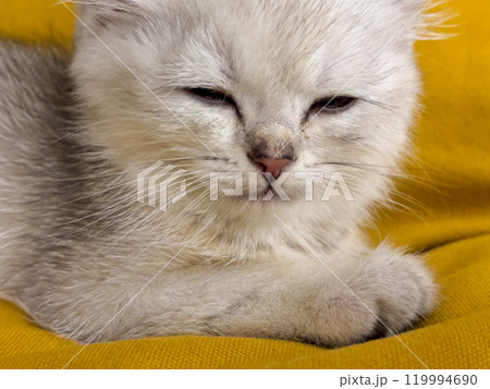 Scottish kitten and Jack Russell lying on the sofa Scottish kitten and Jack Russell lying on the sofa 119994690