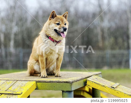 Cute red Shiba inu dog is sleeping on the bed in the bedroom Cute red Shiba inu dog is sleeping on the bed in the bedroom 119995025