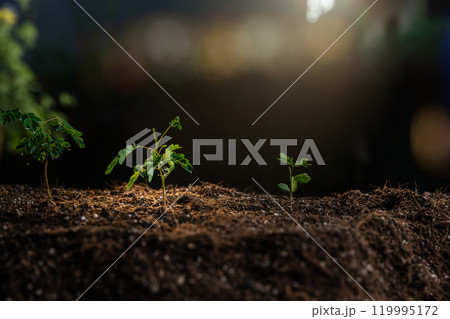 The seedlings are growing from the rich soil with the morning sun shining. Young Plant Growing In Sunlight. ecology concept. The seedlings are growing from the rich soil with the morning sun shining. Young Plant Growing In Sunlight. ecology concept. 119995172