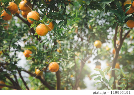 Ripe and fresh tangerine oranges hanging on branch, orange orchard. Bunch of ripe oranges hanging on a tree. Ripe and fresh tangerine oranges hanging on branch, orange orchard. Bunch of ripe oranges hanging on a tree. 119995191