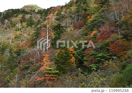 紅葉と白骨林（愛媛・高知UFOライン沿い伊予富士山麓） 119995288