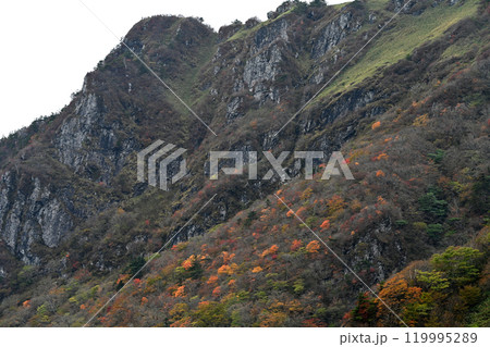 瓶ヶ森山腹の紅葉（愛媛・高知UFOライン沿い） 119995289