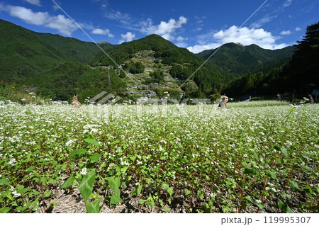 落合集落と蕎麦畑(徳島県三好市東祖谷) 落合集落と蕎麦畑(徳島県三好市東祖谷) 119995307