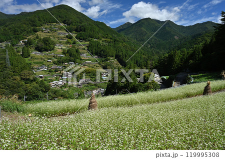 蕎麦畑とコエグロと落合集落（徳島県三好市東祖谷） 119995308